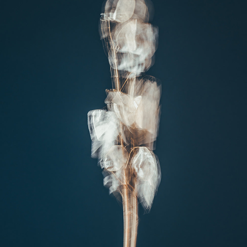 Photograph by Jan Prengel