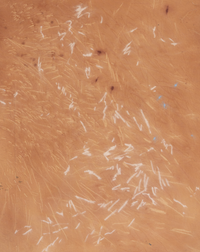 Textured amber surface with scattered white and light orange linear marks