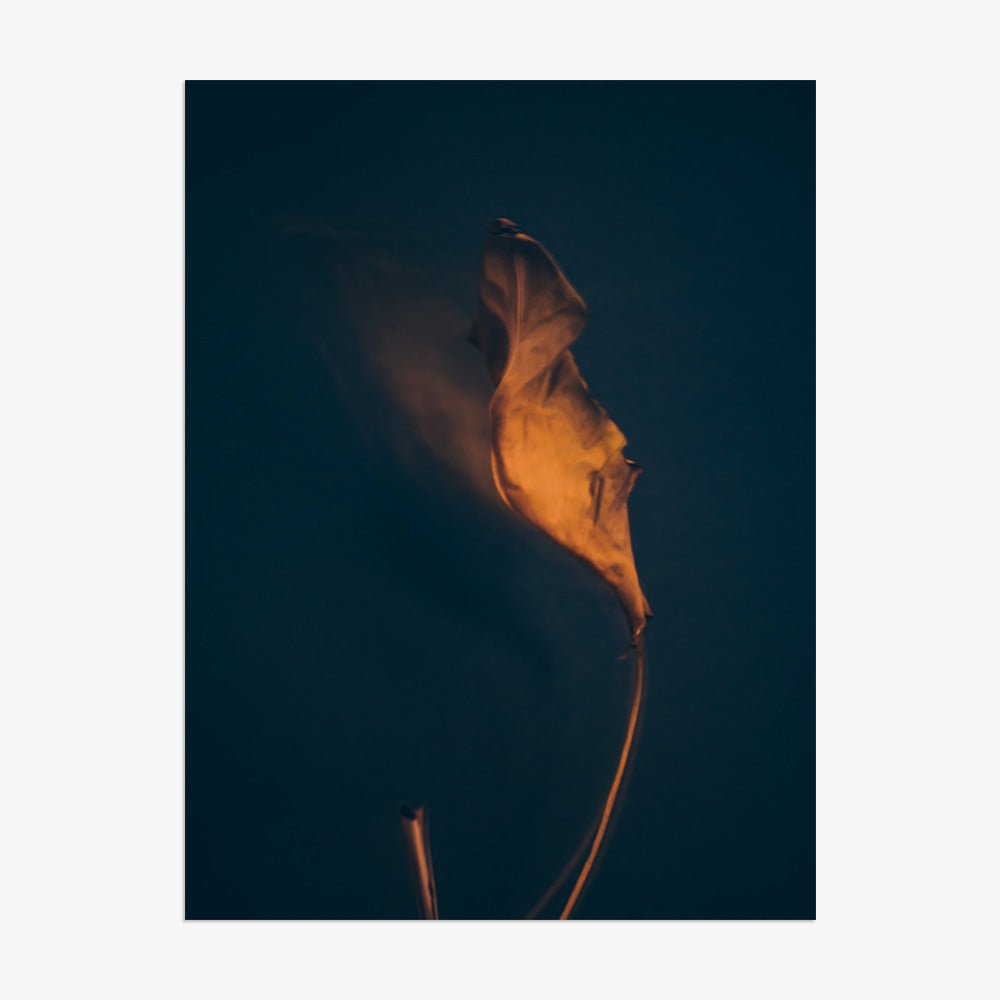 Photograph by Jan Prengel