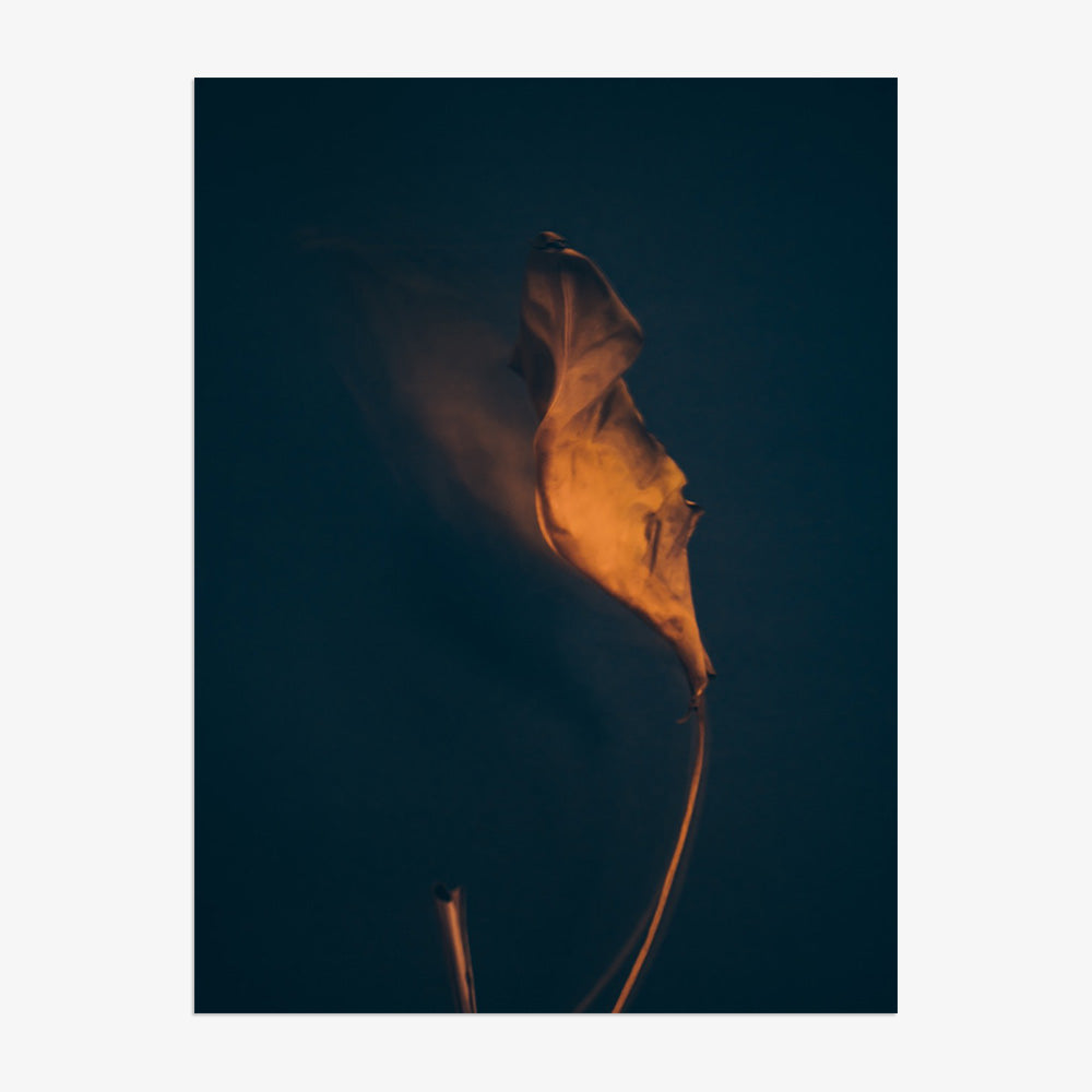 Photograph by Jan Prengel