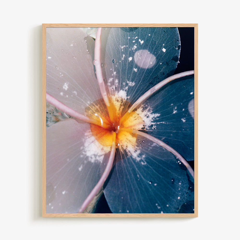 Plumeria