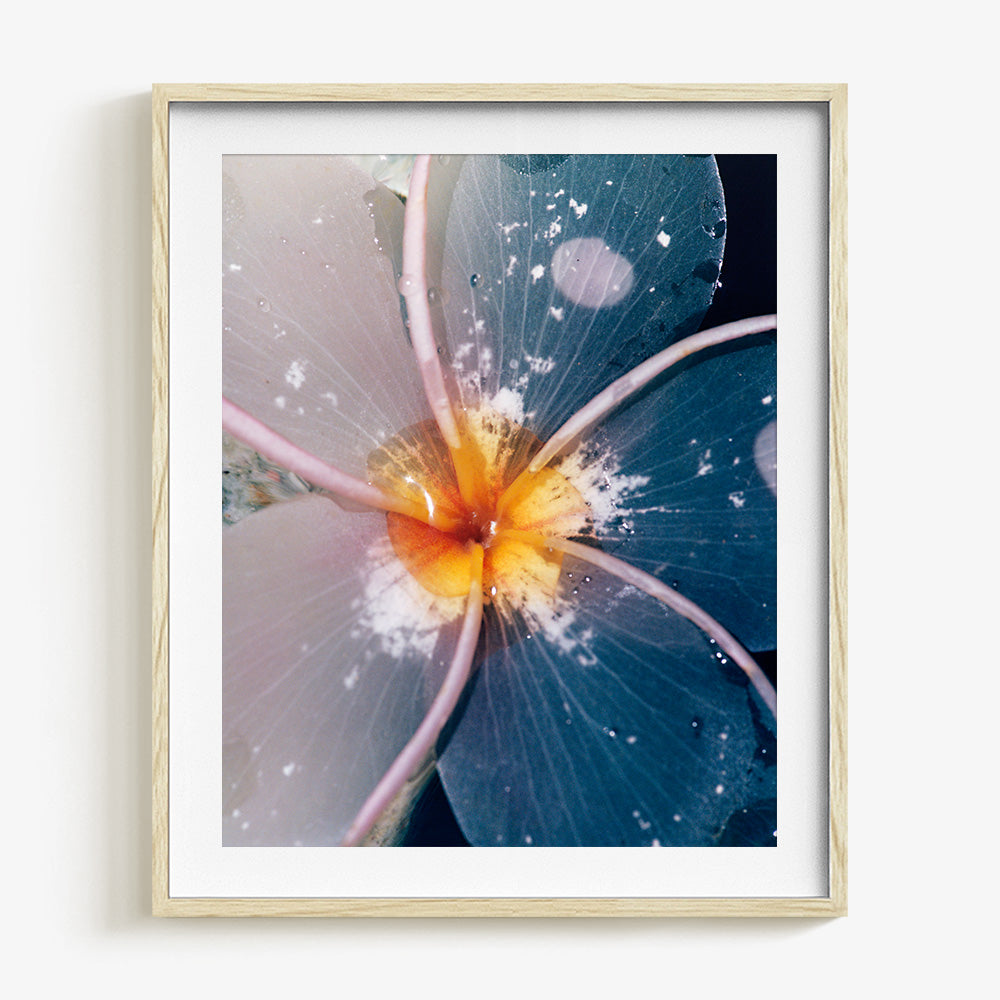 Plumeria
