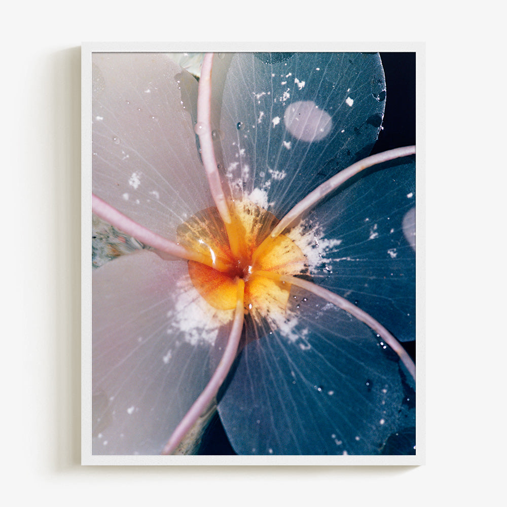 Plumeria