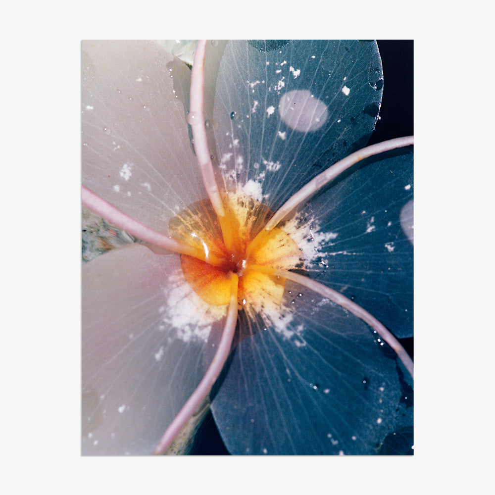 Plumeria