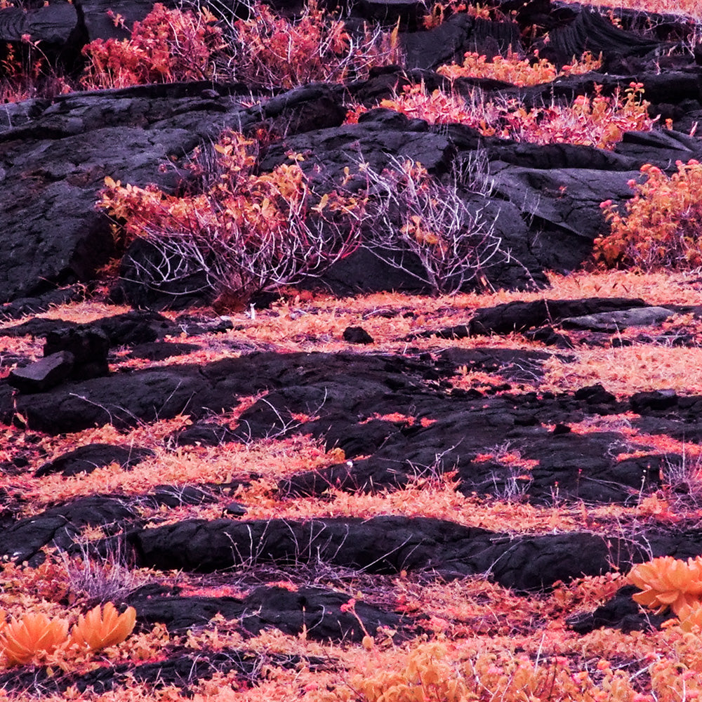 Photograph by Brian Merriam