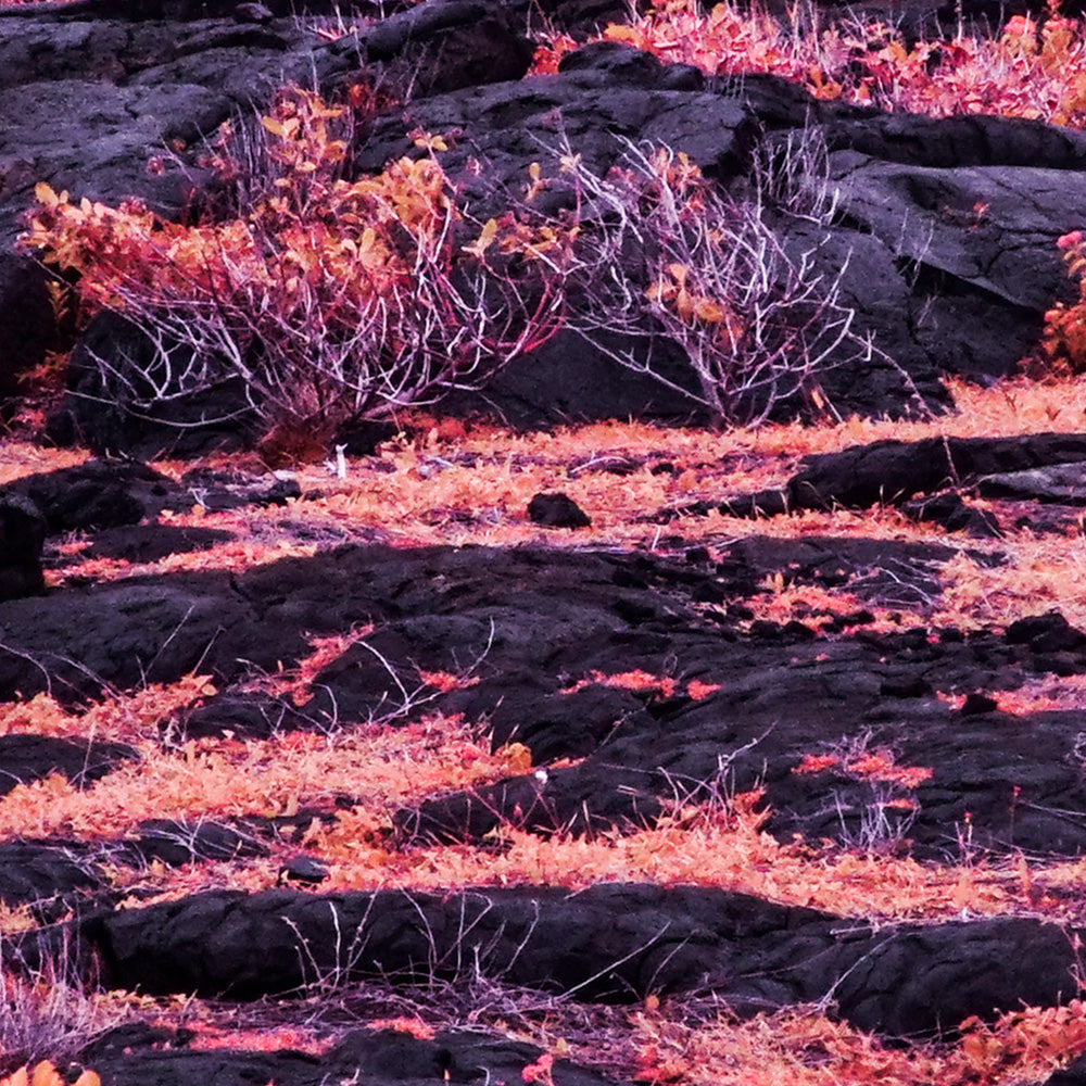 Photograph by Brian Merriam