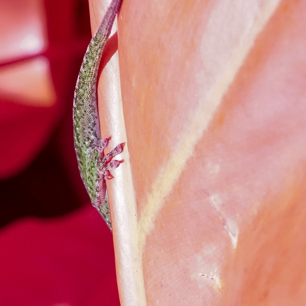 Photograph by Brian Merriam