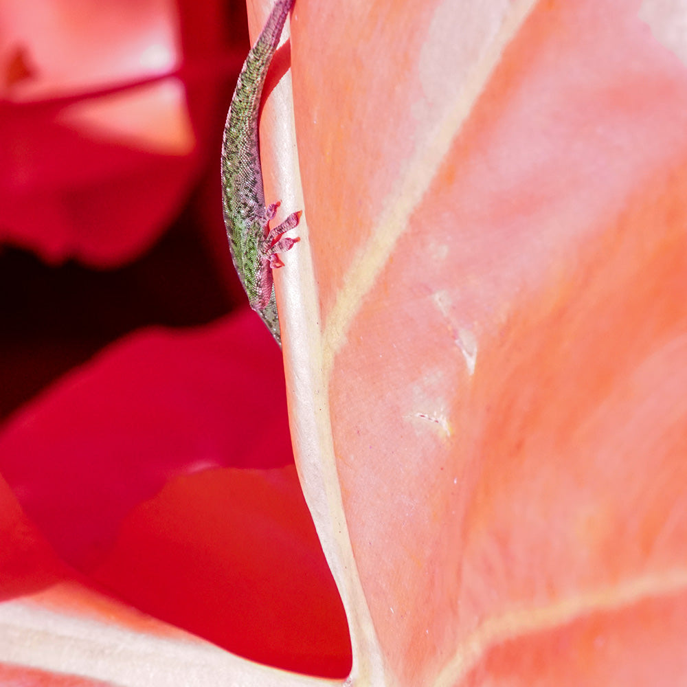 Photograph by Brian Merriam