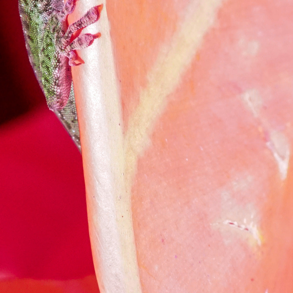 Photograph by Brian Merriam