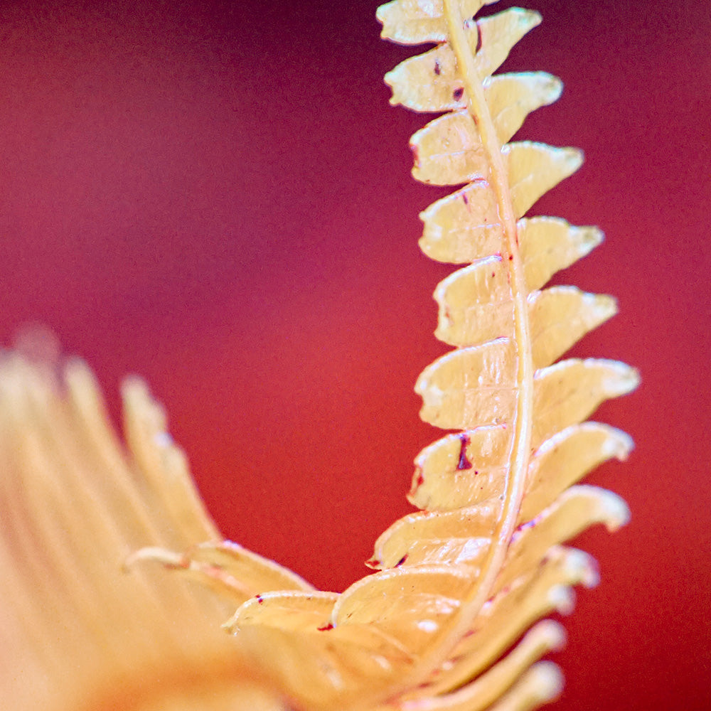 Photograph by Brian Merriam