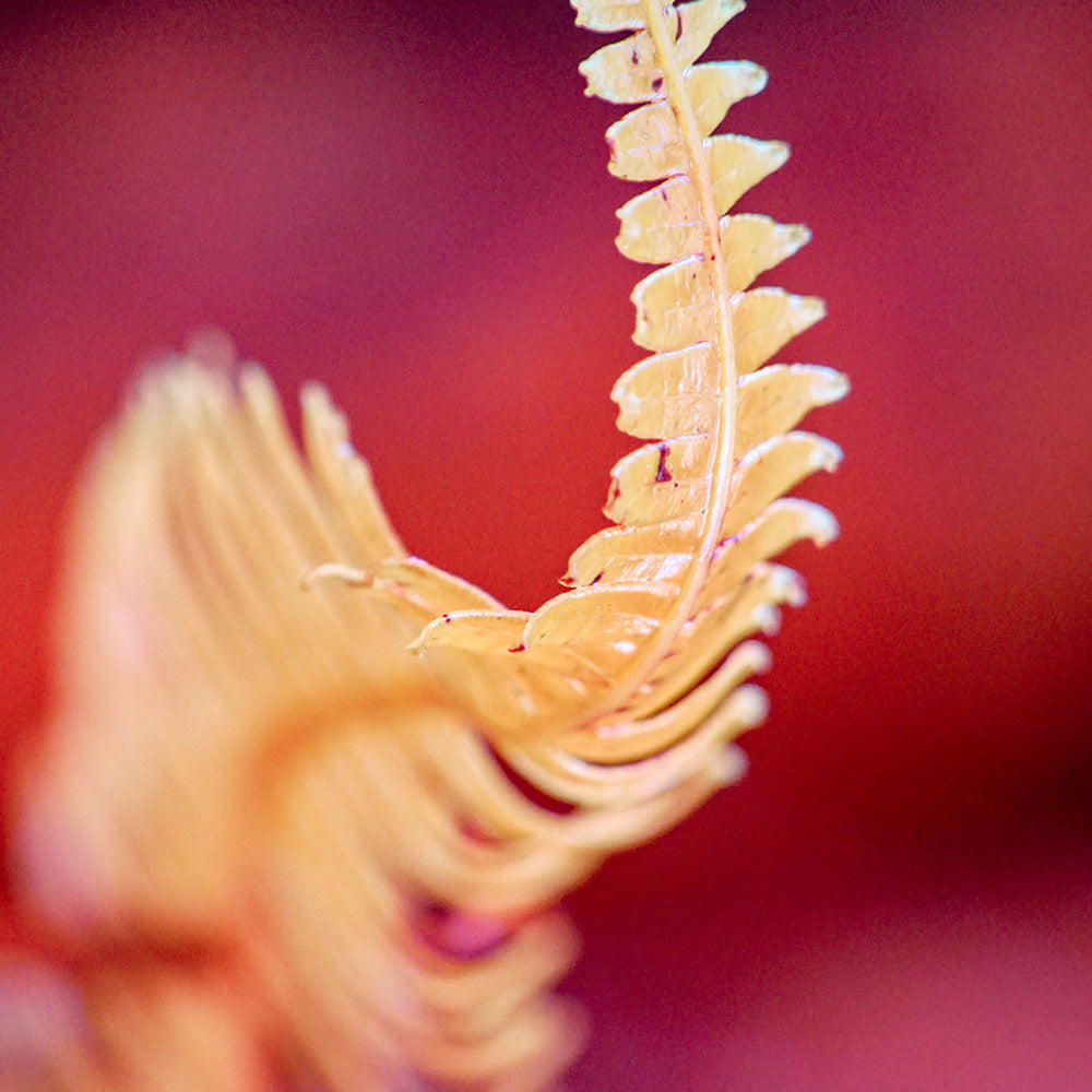 Photograph by Brian Merriam