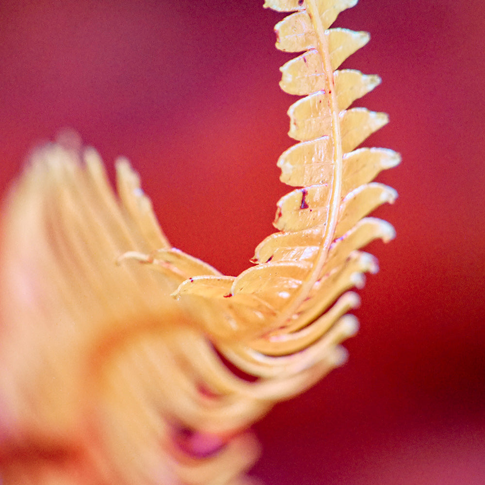 Photograph by Brian Merriam