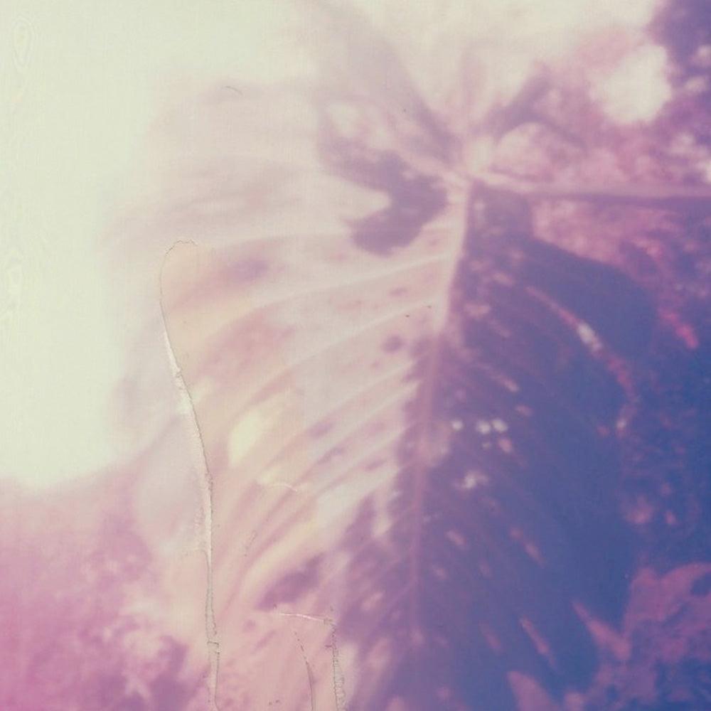 Polaroid by Neil Kryszak