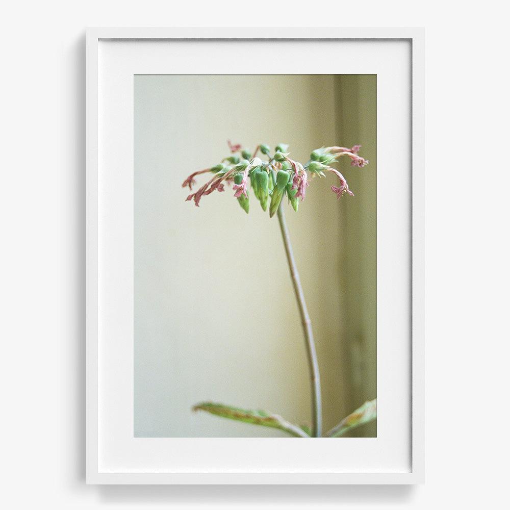 Photograph by Johanna Tagada Hoffbeck