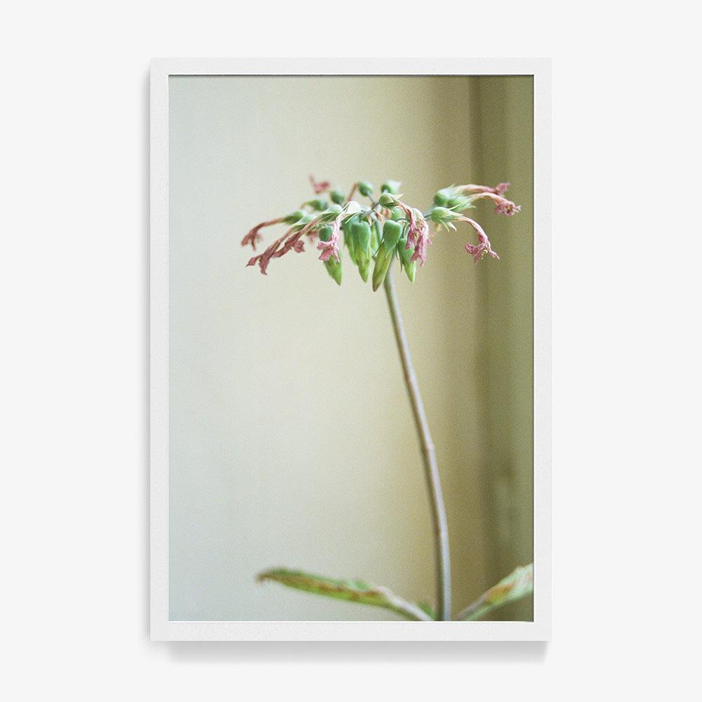 Photograph by Johanna Tagada Hoffbeck