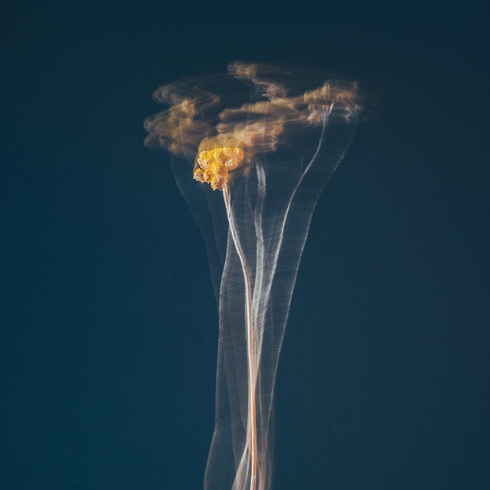 Photograph by Jan Prengel