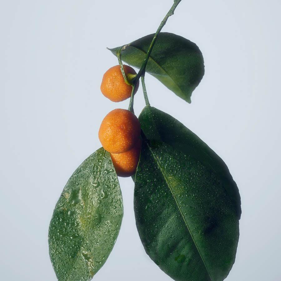 Photograph by Jacques Brun