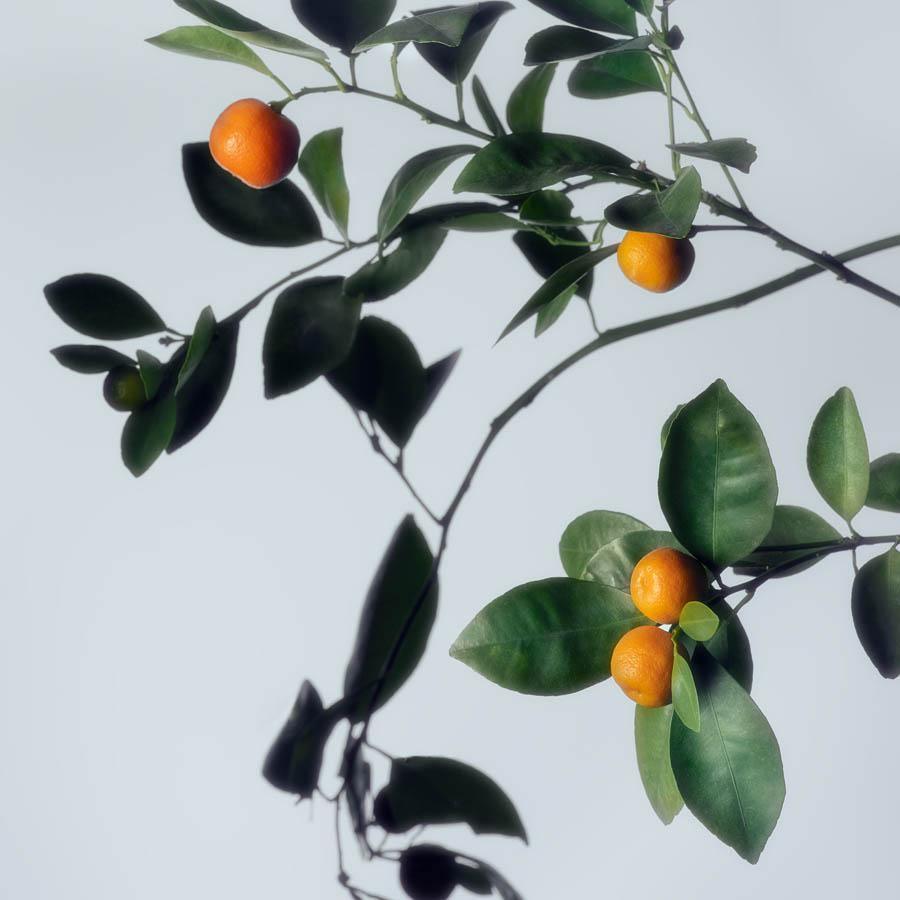 Photograph by Jacques Brun