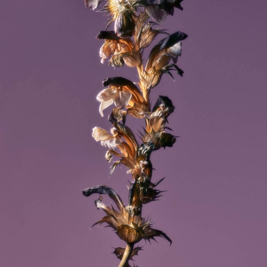 Photography by Jacques Brun