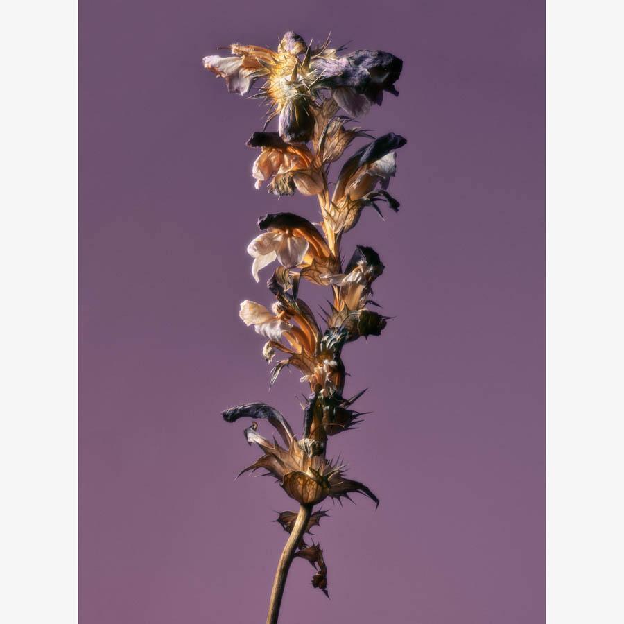 Photography by Jacques Brun