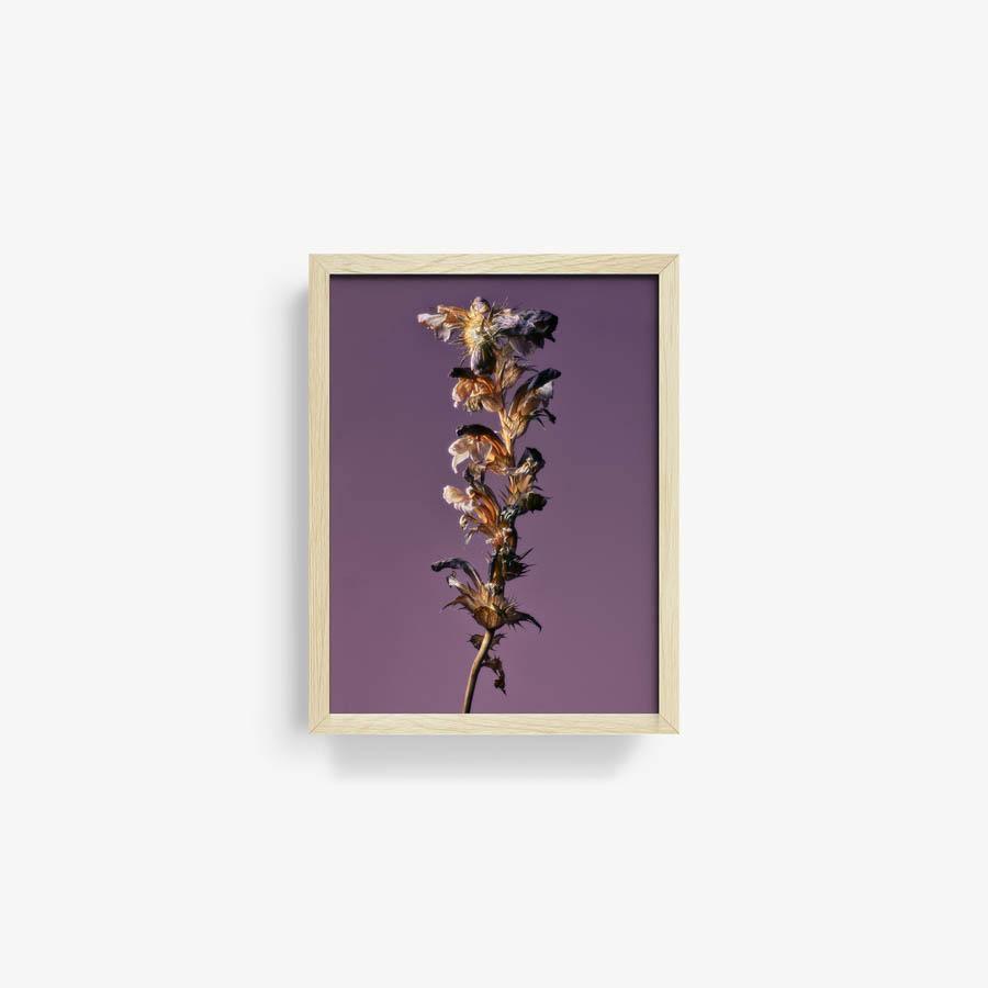 Photography by Jacques Brun