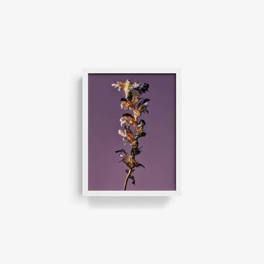 Photography by Jacques Brun