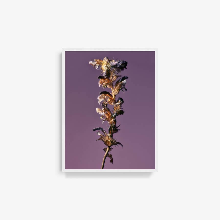 Photography by Jacques Brun