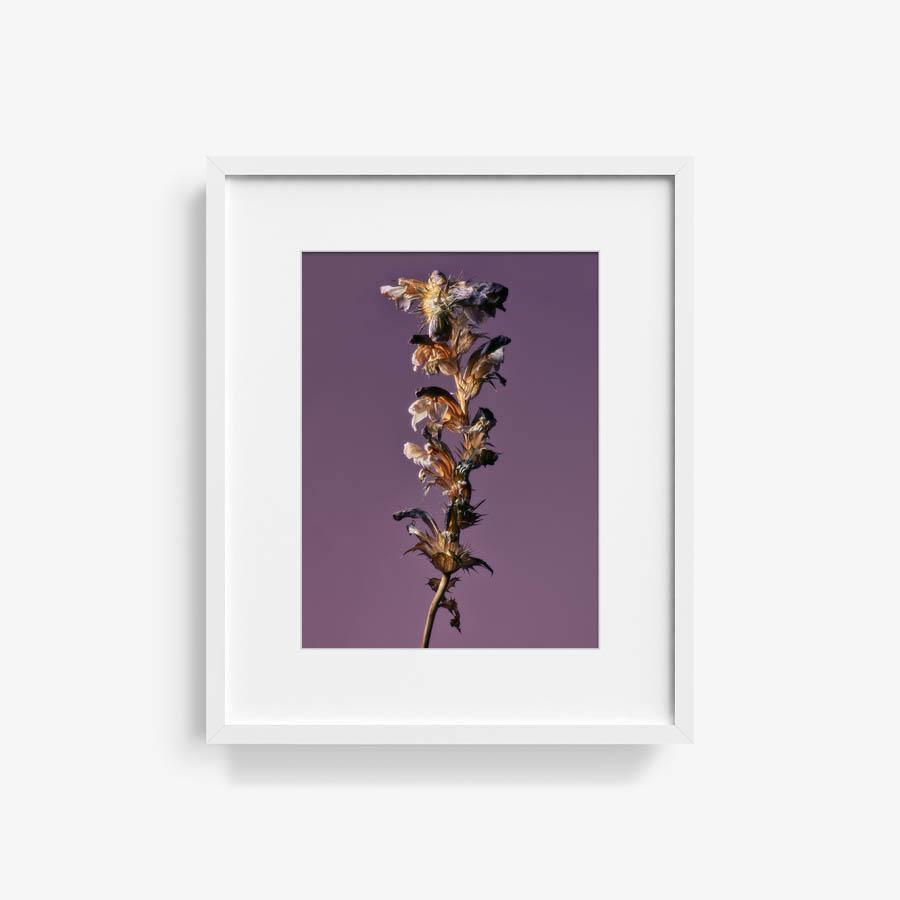 Photography by Jacques Brun