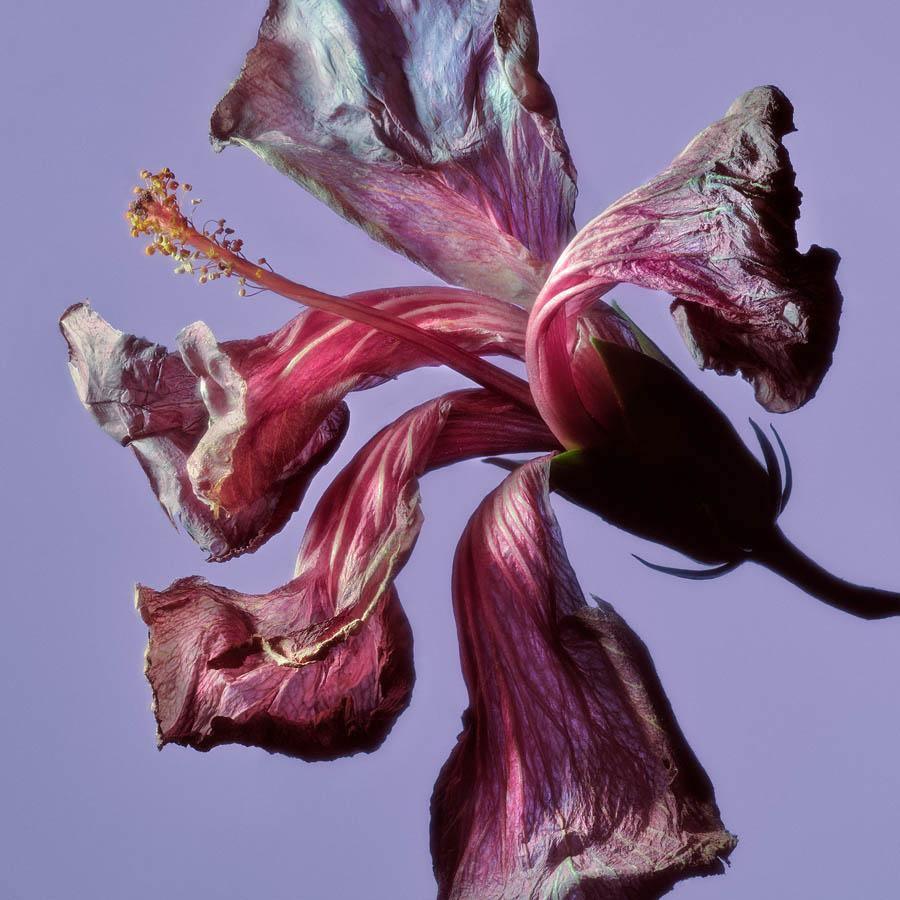 Photography by Jacques Brun