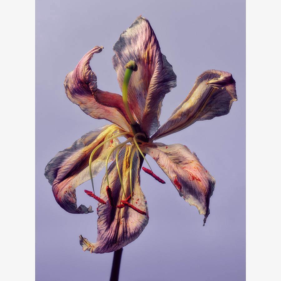 Photography by Jacques Brun