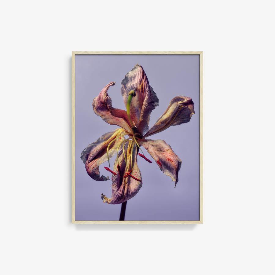 Photography by Jacques Brun