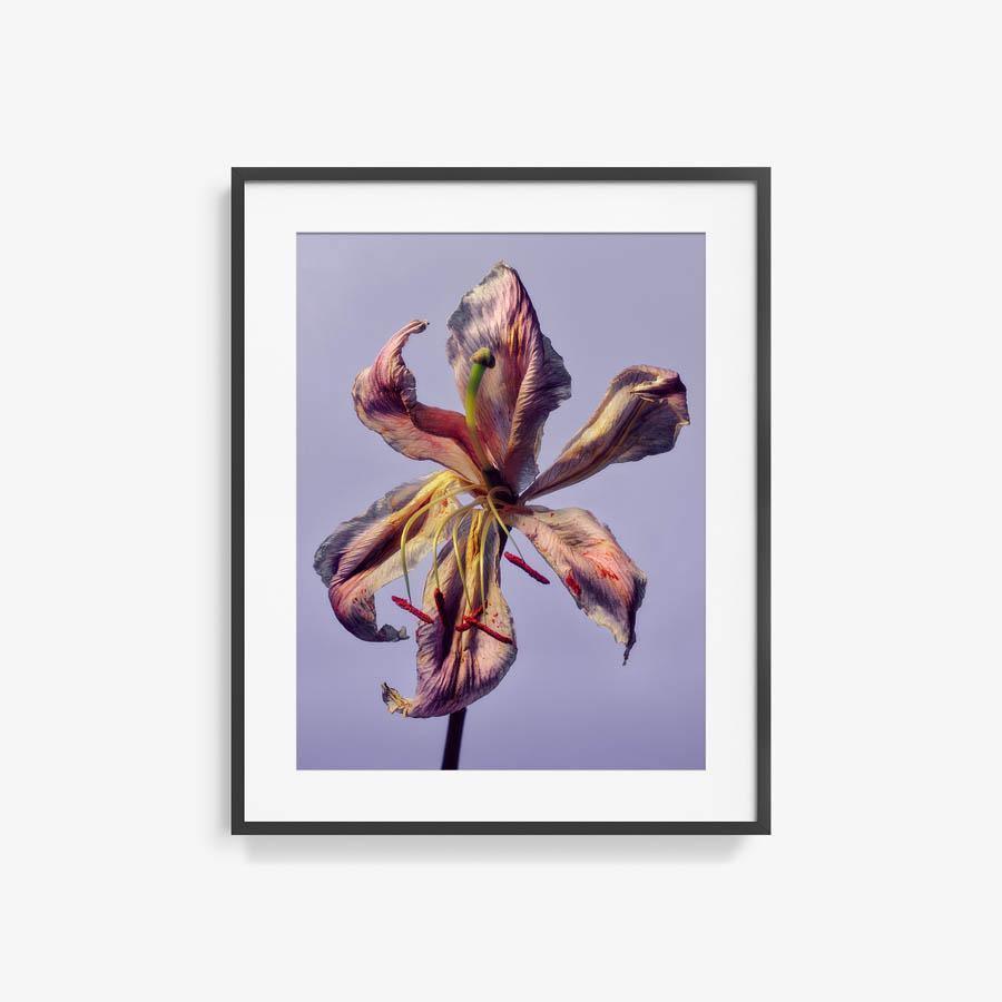 Photography by Jacques Brun