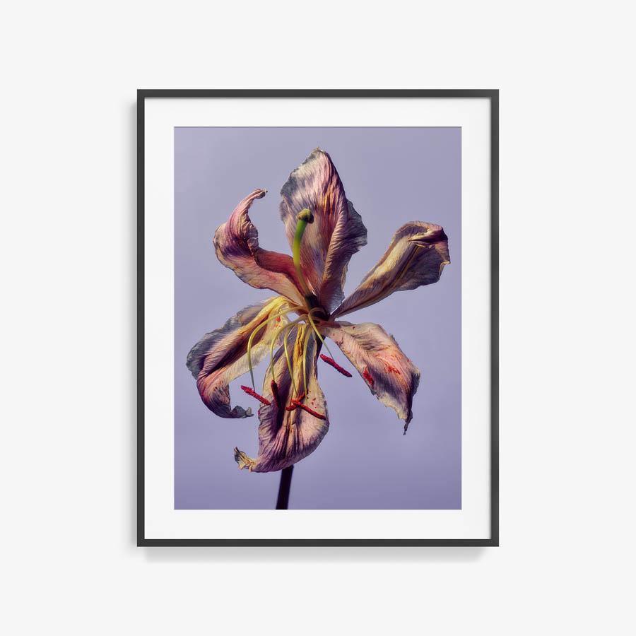 Photography by Jacques Brun