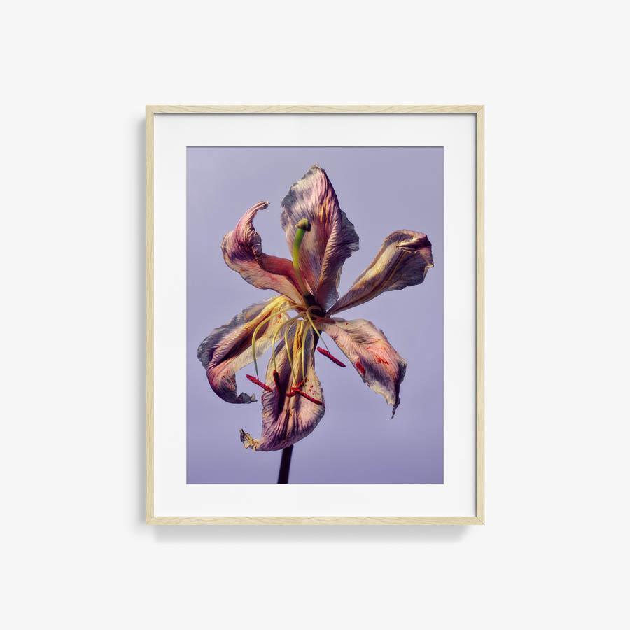 Photography by Jacques Brun