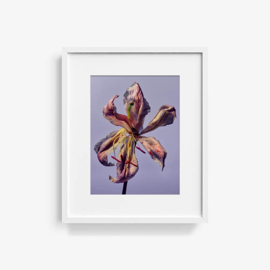 Photography by Jacques Brun