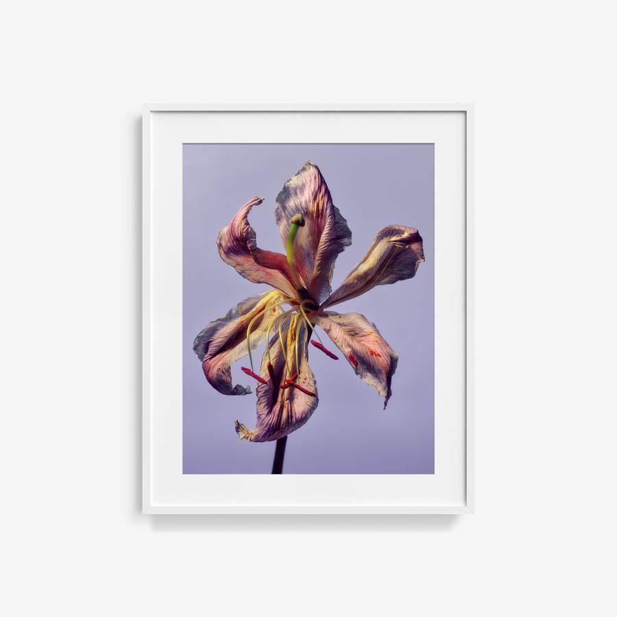 Photography by Jacques Brun