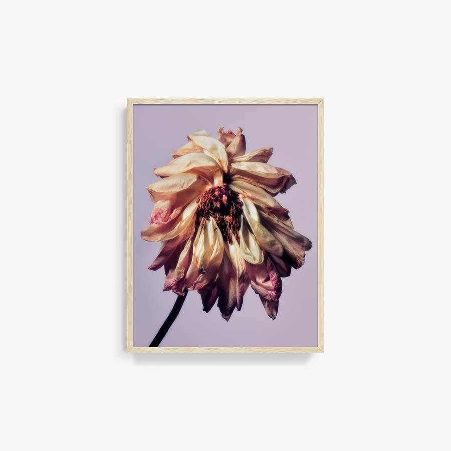 Photography by Jacques Brun