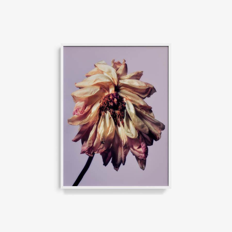 Photography by Jacques Brun