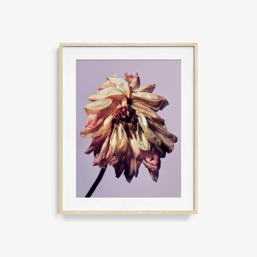 Photography by Jacques Brun