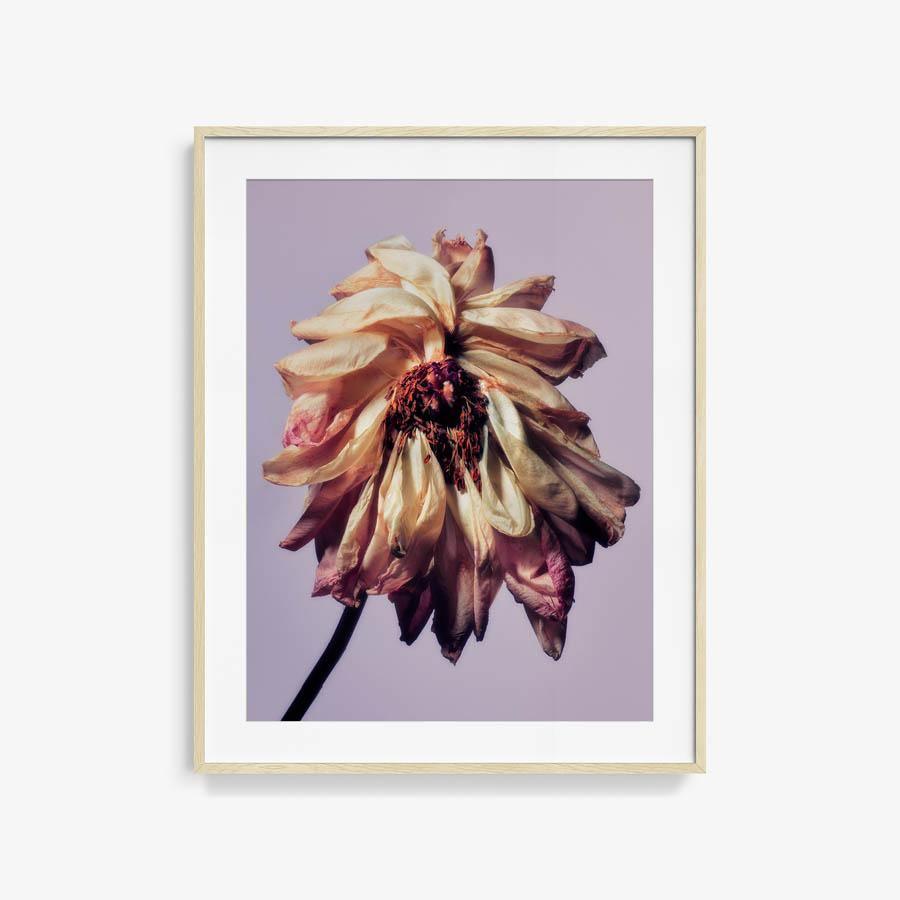 Photography by Jacques Brun