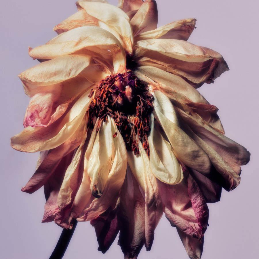 Photography by Jacques Brun