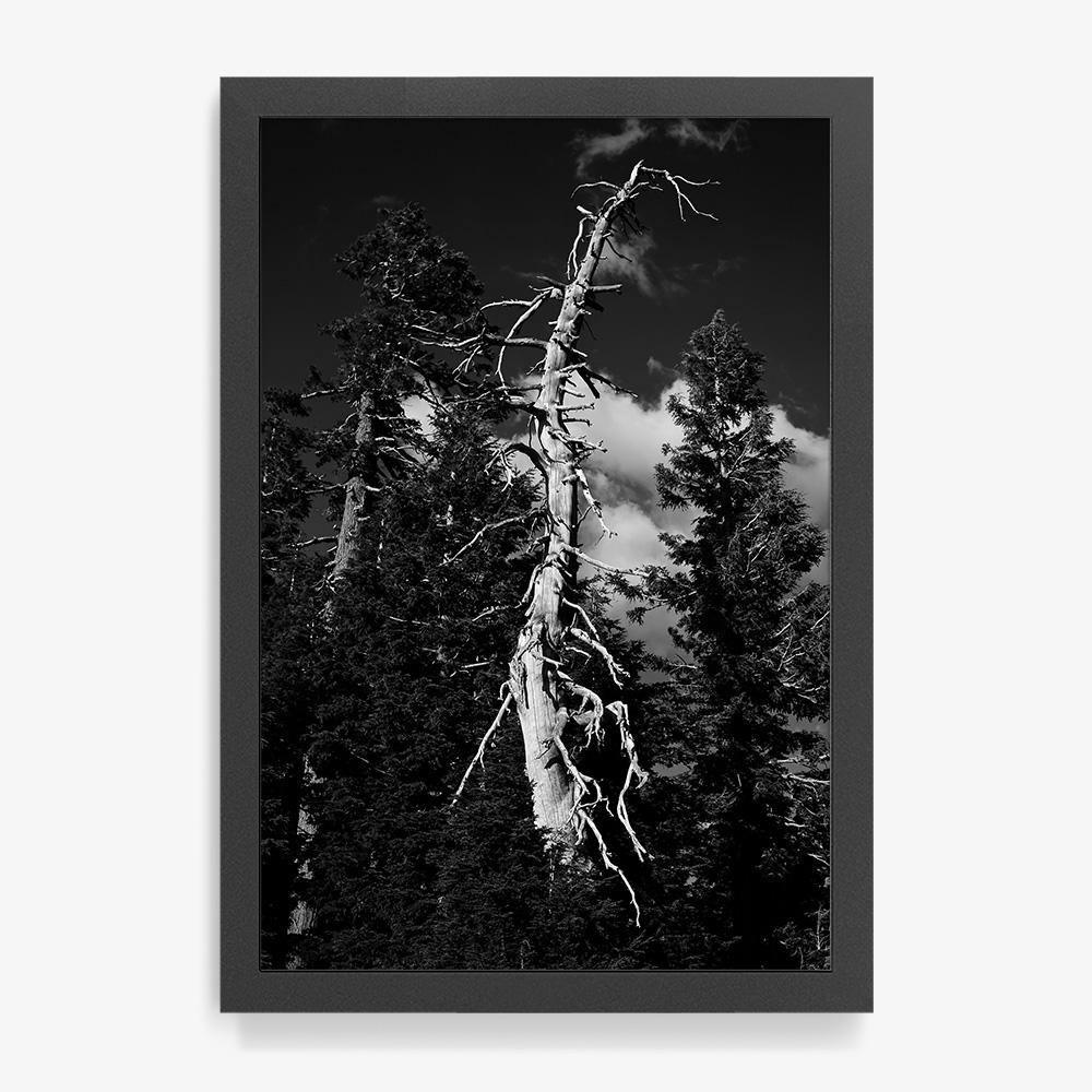 Photograph by Isaac Zoller