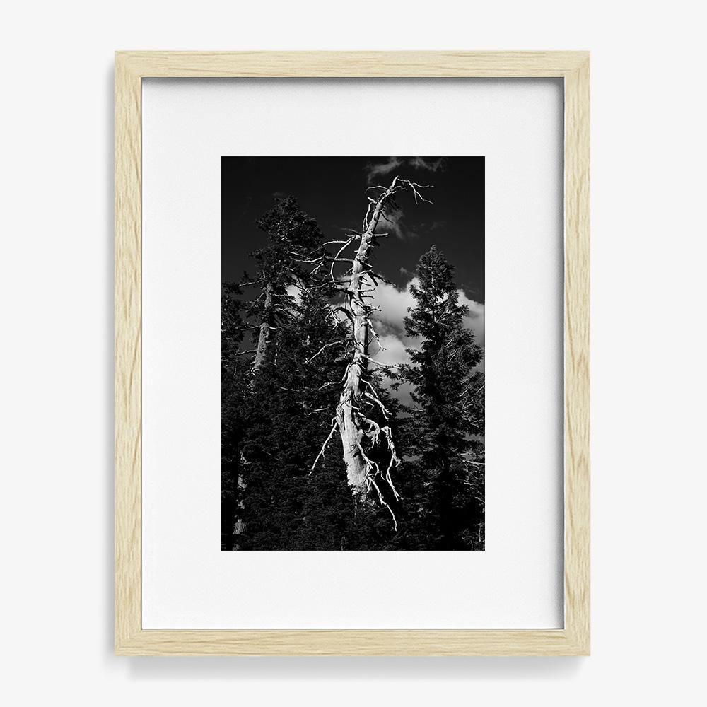 Photograph by Isaac Zoller