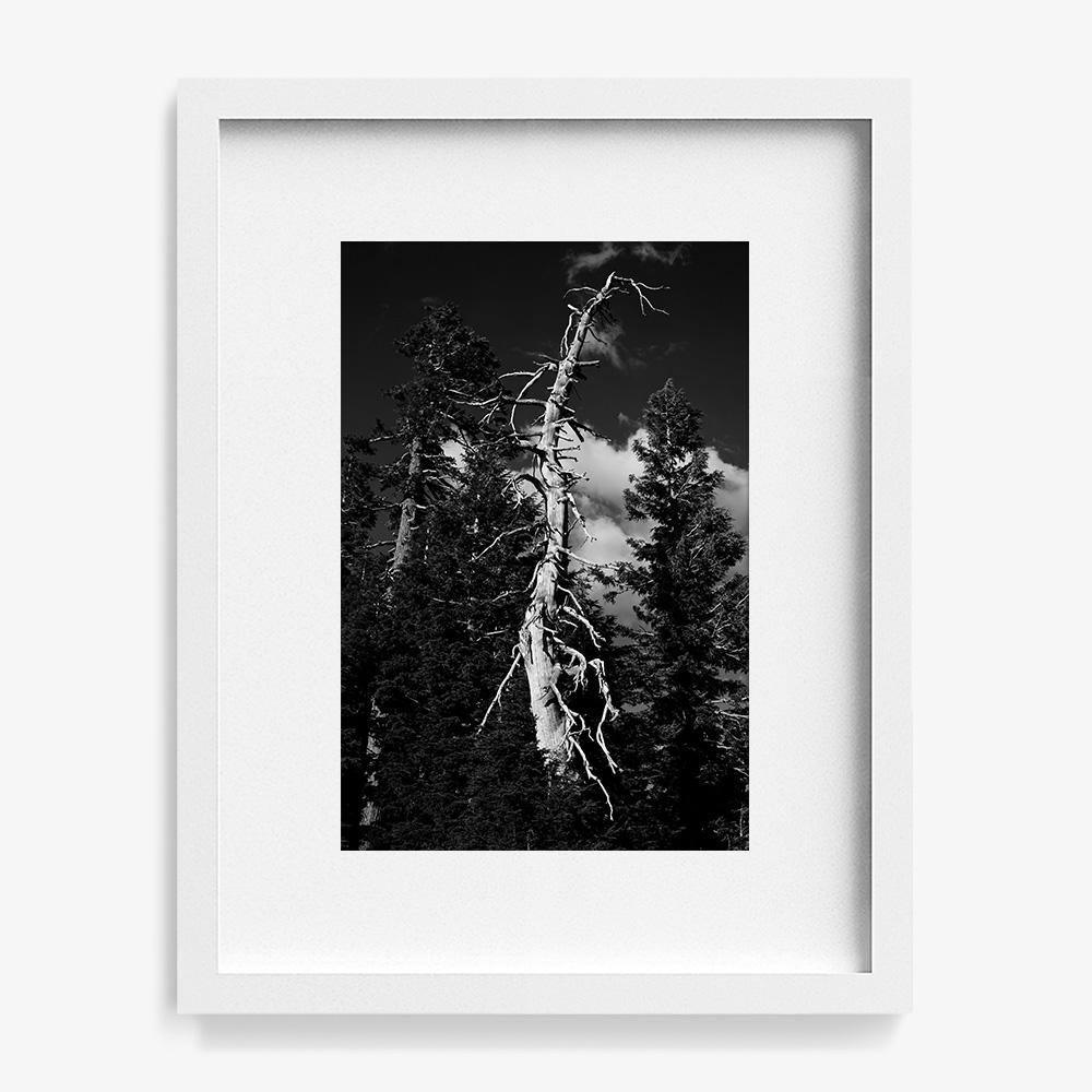 Photograph by Isaac Zoller