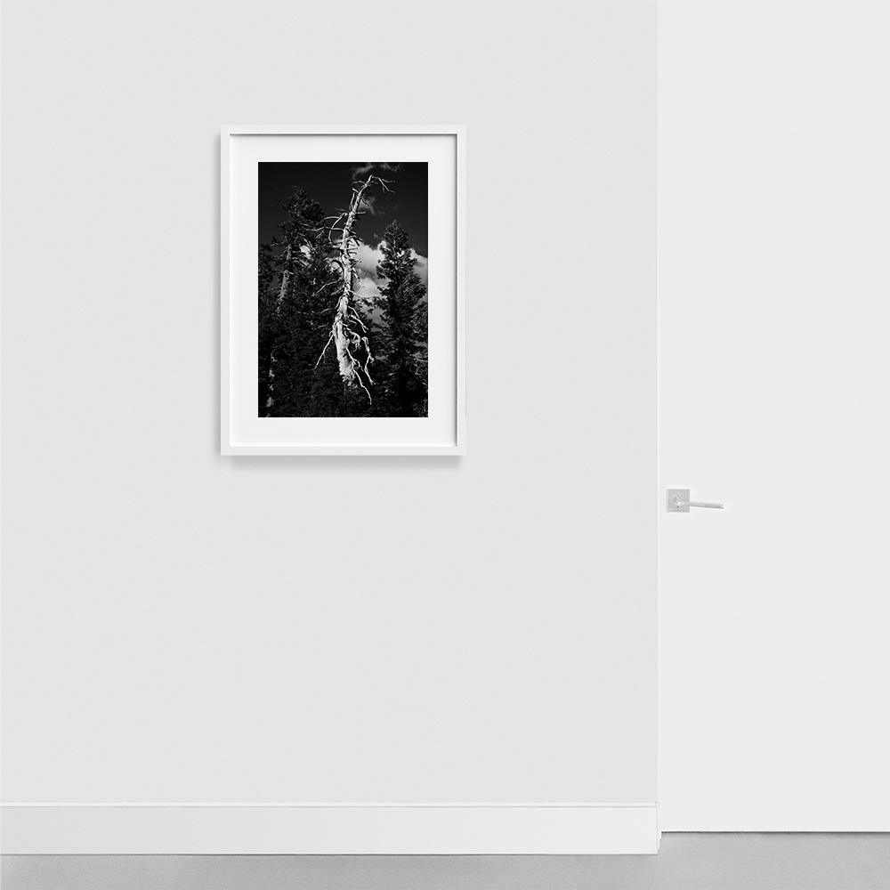 Photograph by Isaac Zoller