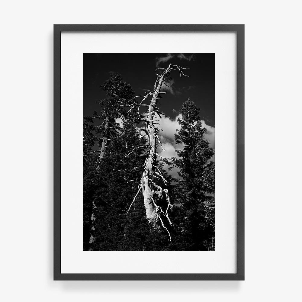 Photograph by Isaac Zoller