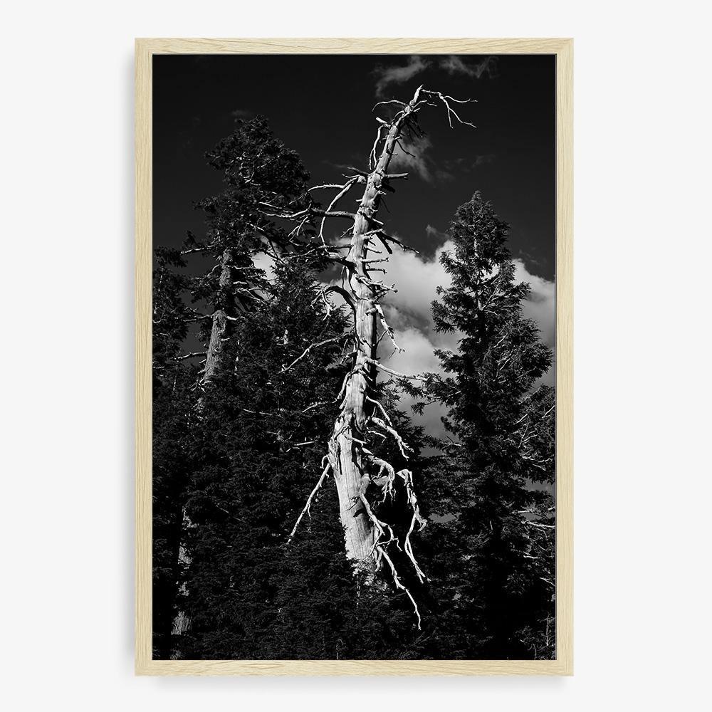 Photograph by Isaac Zoller