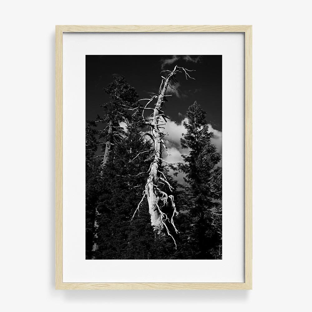 Photograph by Isaac Zoller