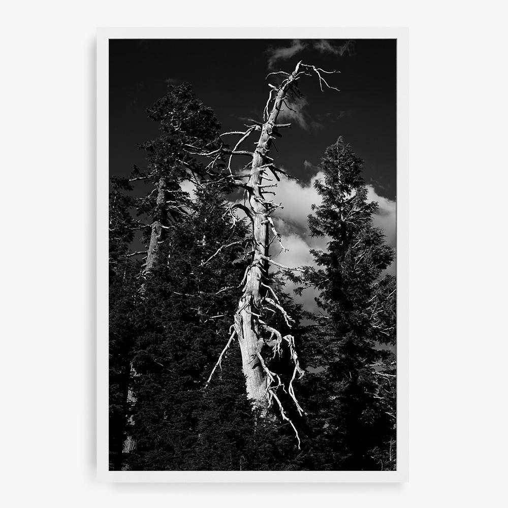 Photograph by Isaac Zoller