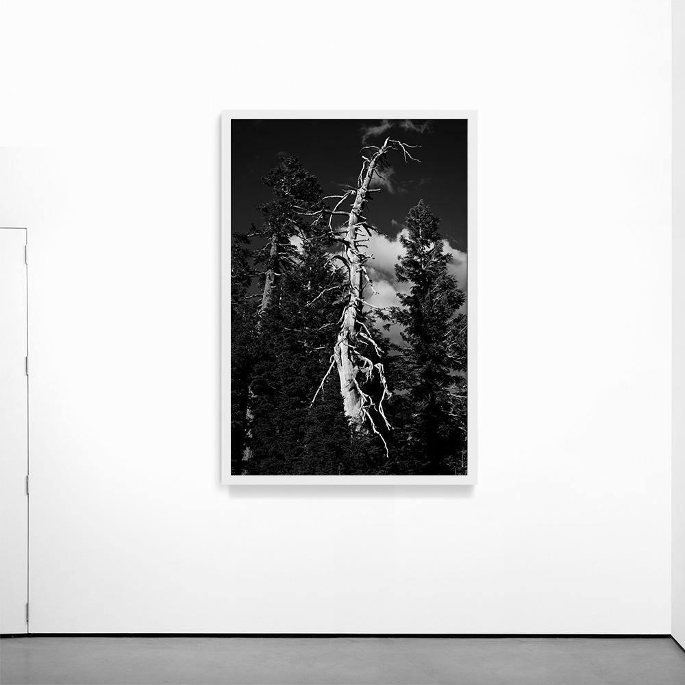 Photograph by Isaac Zoller